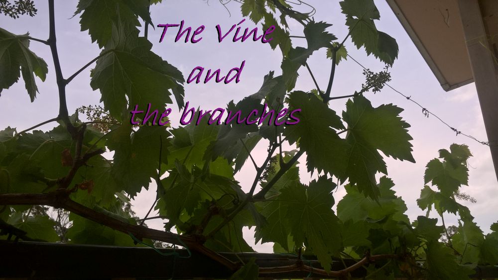 Abiding in the vine